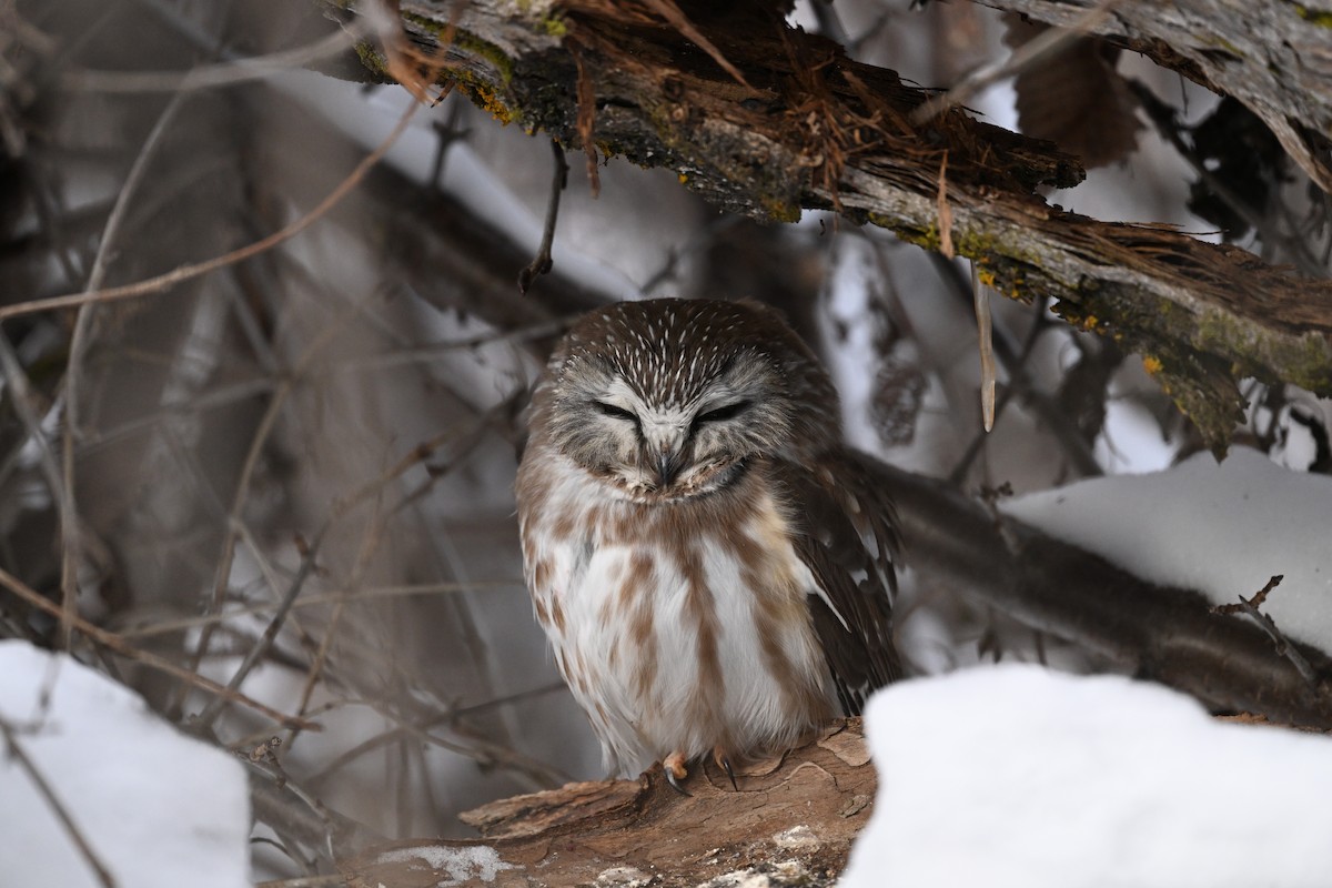 Northern Saw-whet Owl - ML649467356