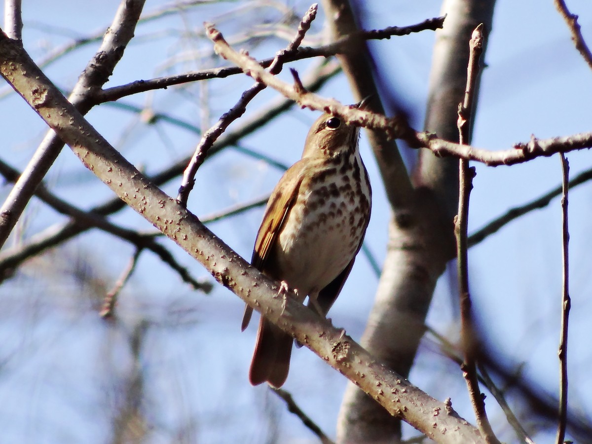 Hermit Thrush - ML649467382