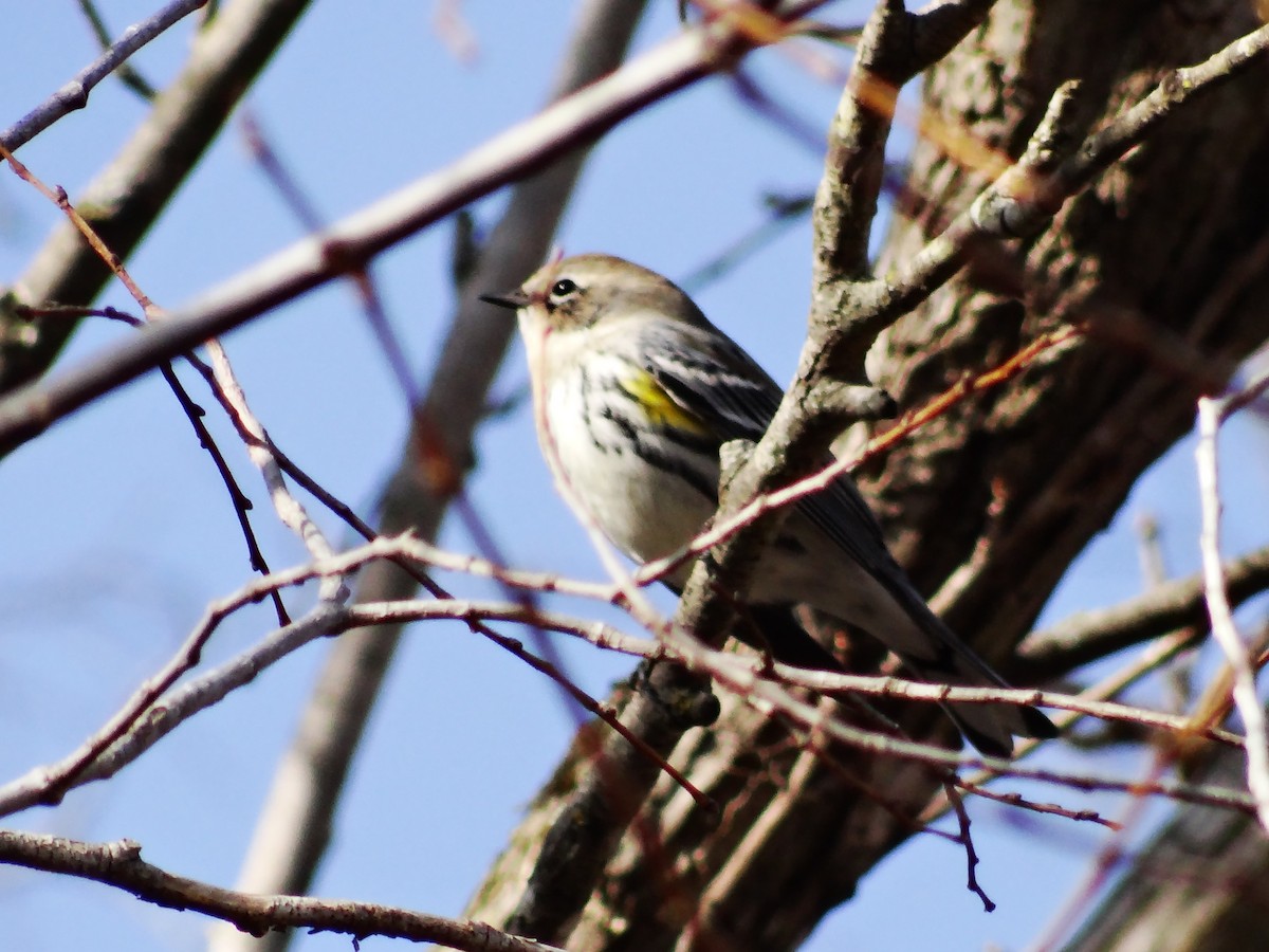 Yellow-rumped Warbler - ML649467443