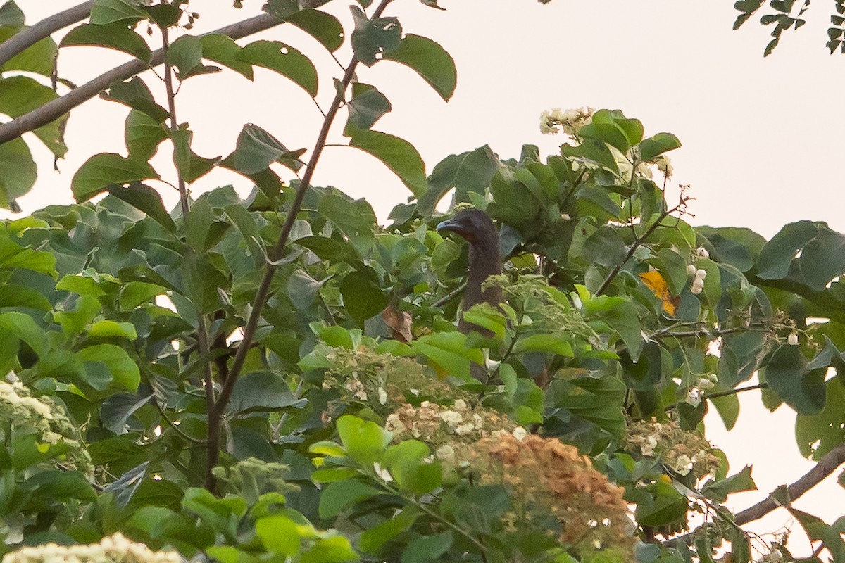 Kırmızı Etekli Çaçalaka - ML649467712