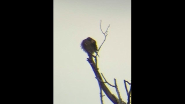 Belatz txikia - ML649467782