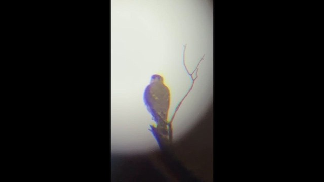 Belatz txikia - ML649467783