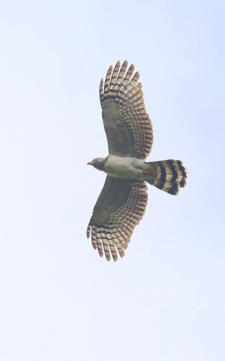 Hook-billed Kite - ML649467834