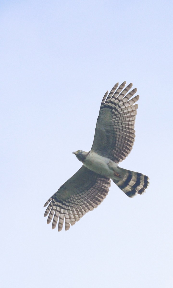 Hook-billed Kite - ML649467835