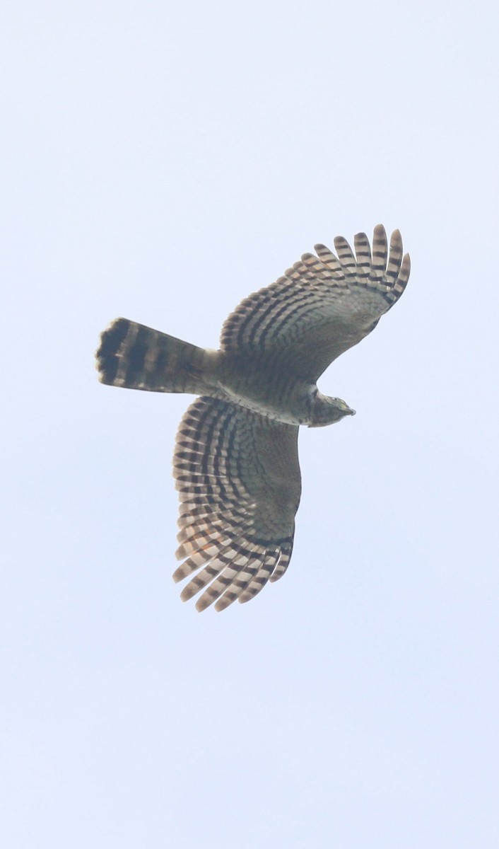 Hook-billed Kite - ML649467836