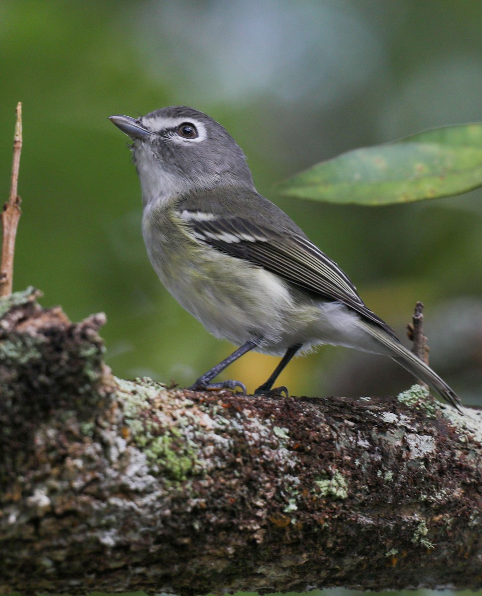 Plumbeous Vireo - ML649467873