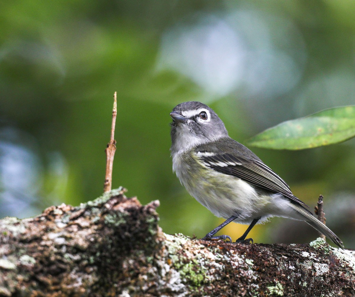 Plumbeous Vireo - ML649467874