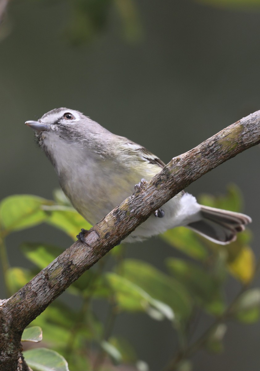 Plumbeous Vireo - ML649467875