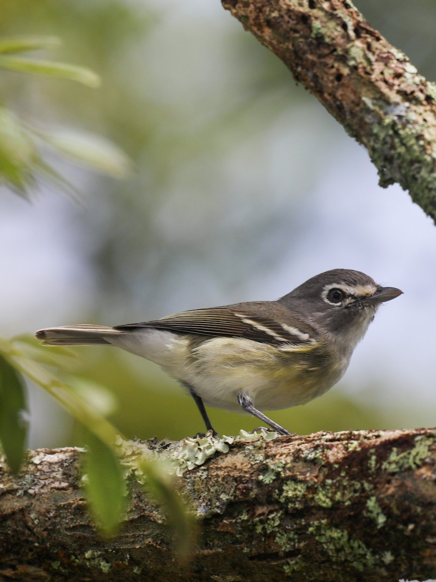 Plumbeous Vireo - ML649467876