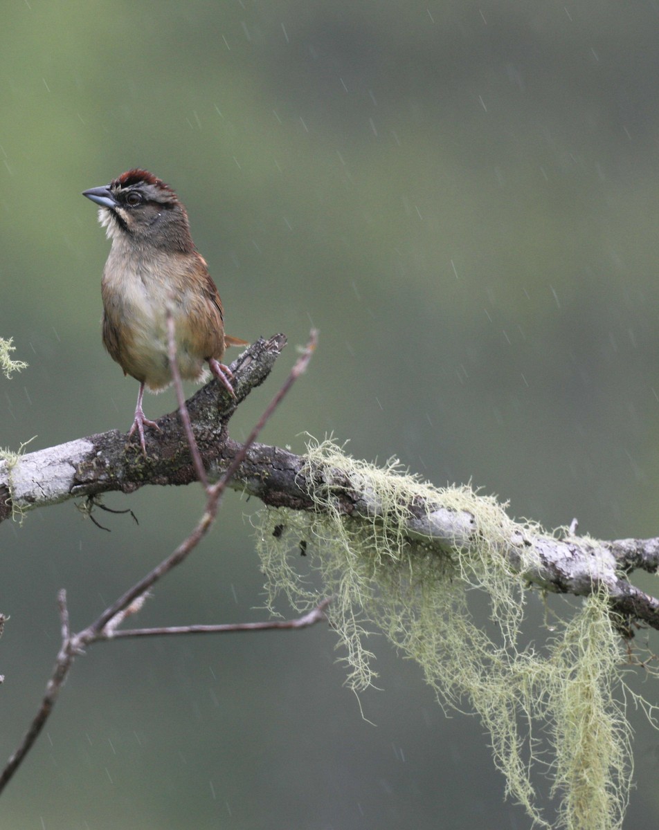 Rusty Sparrow - ML649468005