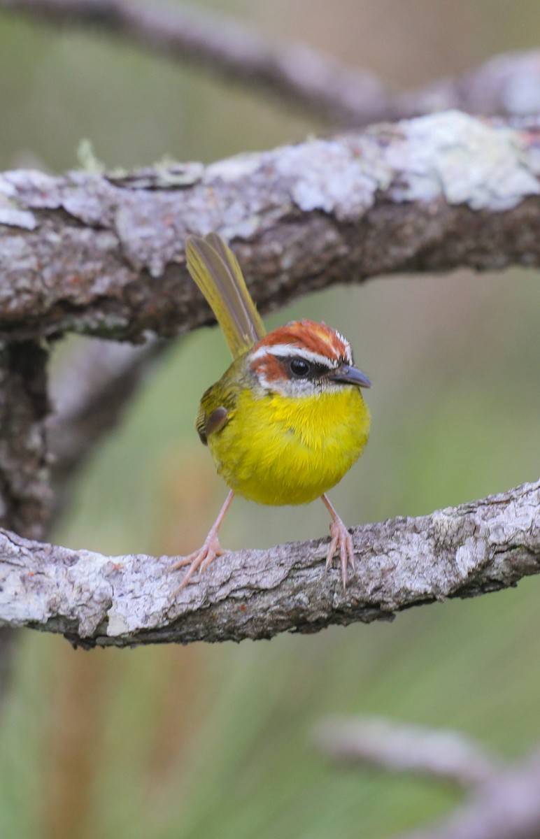 Rufous-capped Warbler - ML649468029