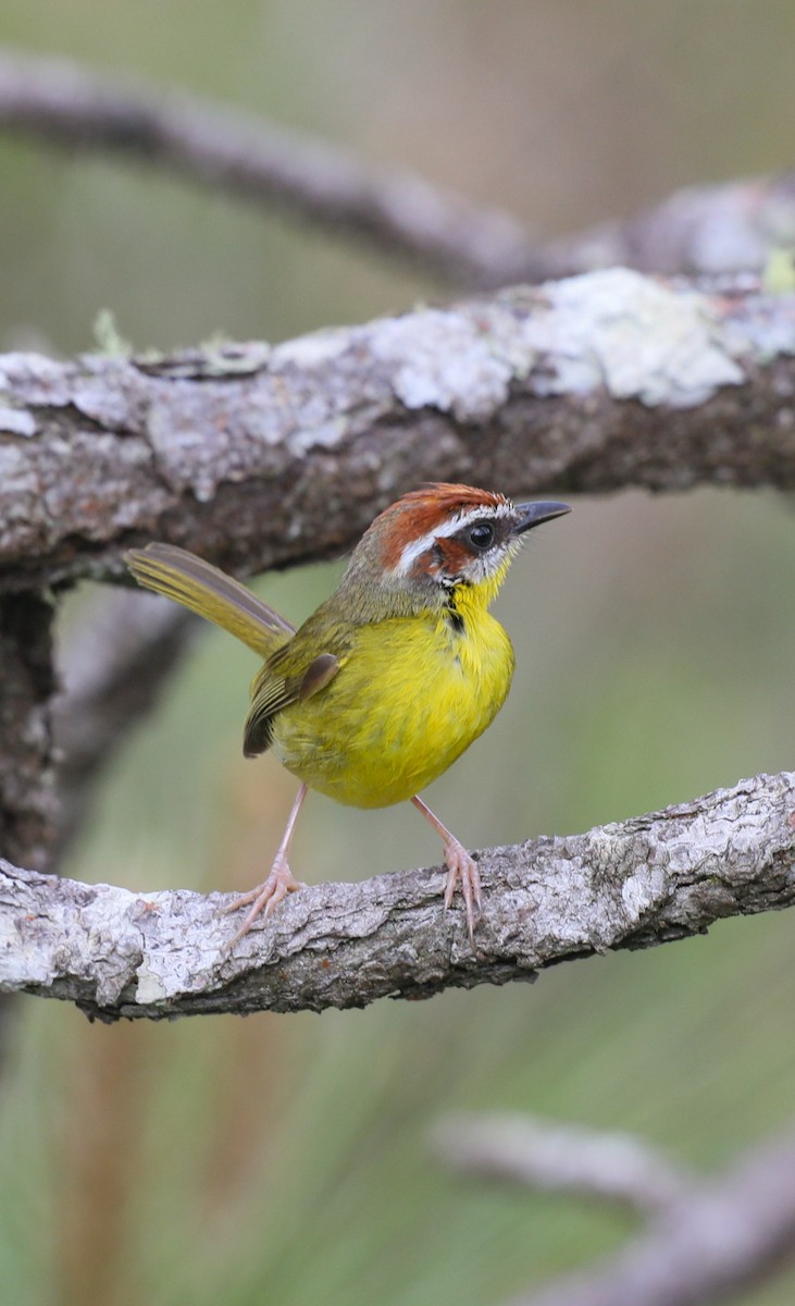 Rufous-capped Warbler - ML649468030