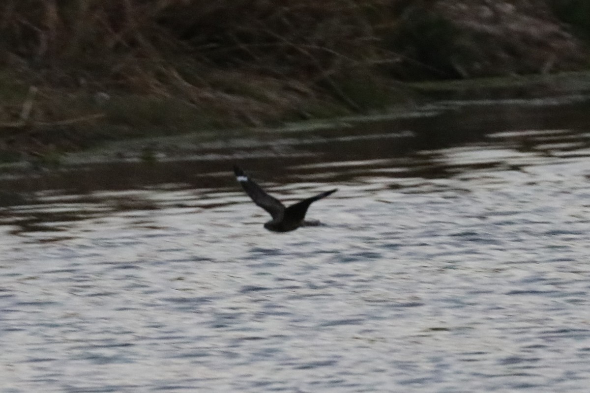 Lesser Nighthawk - ML649468042