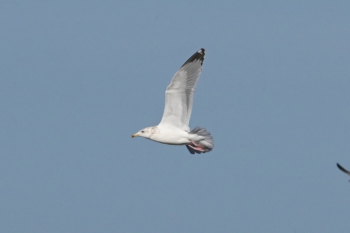 Vega Gull - ML649468449