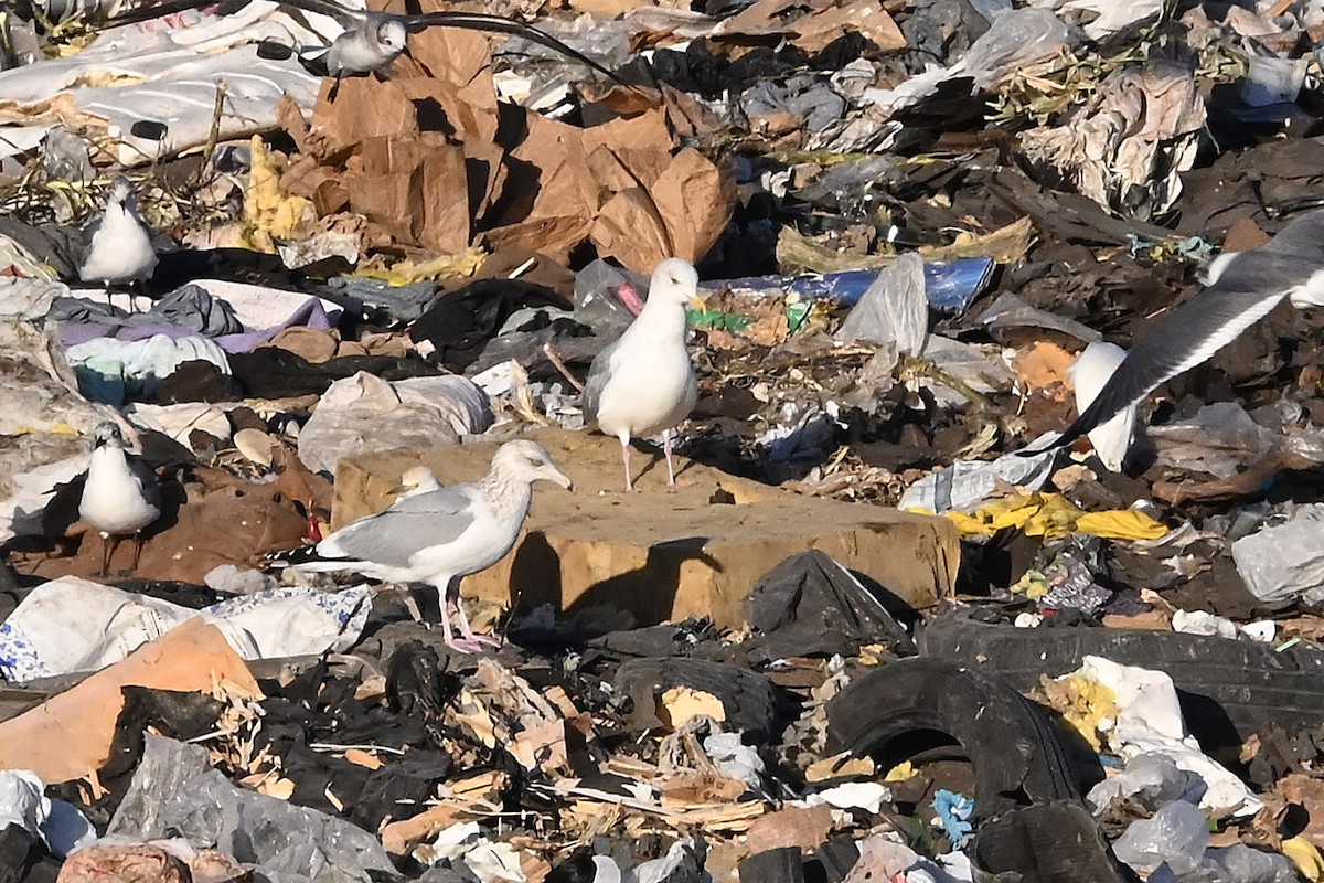 Vega Gull - ML649468450