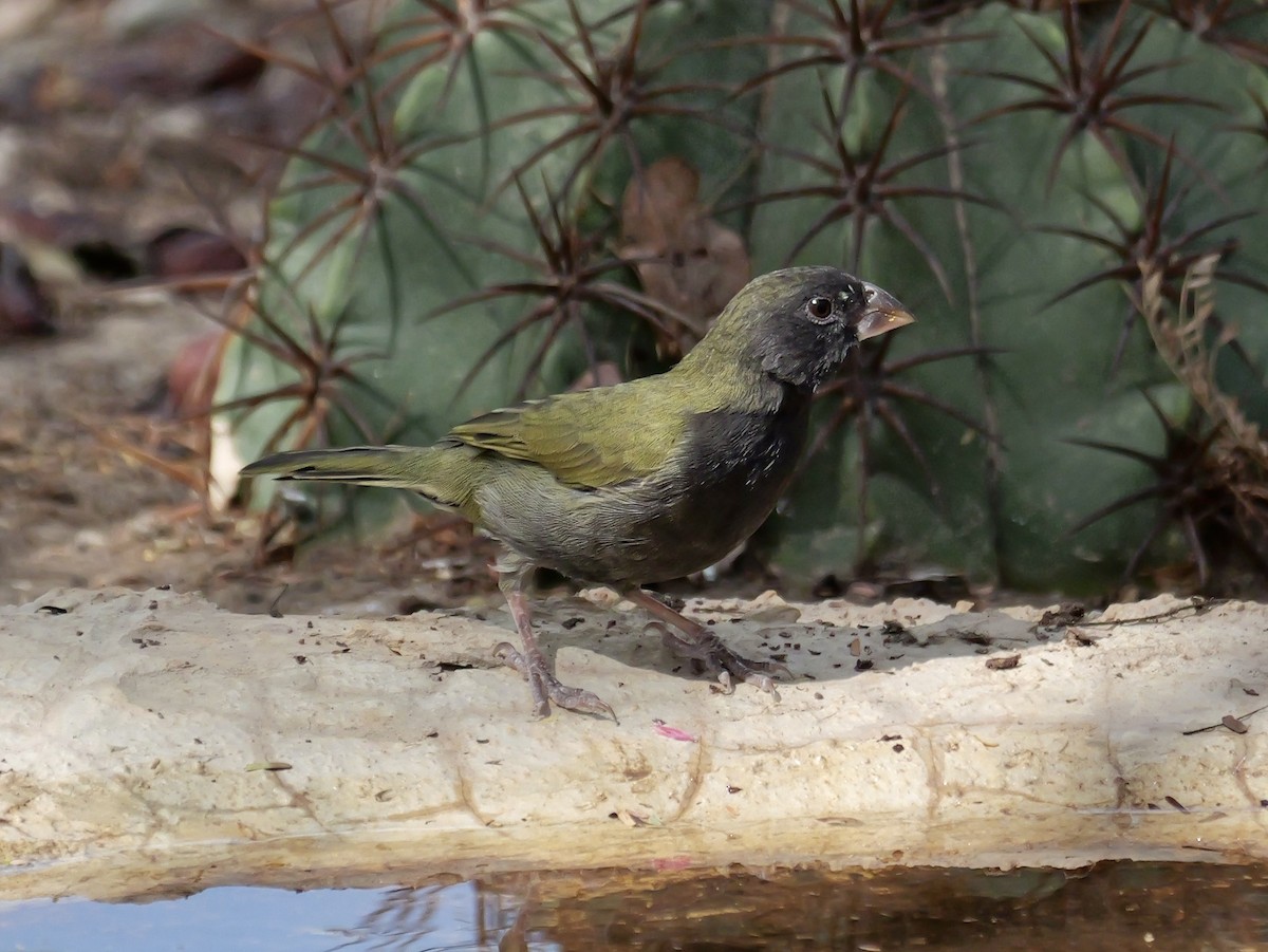 Kara Yüzlü Tohumcul - ML649468478