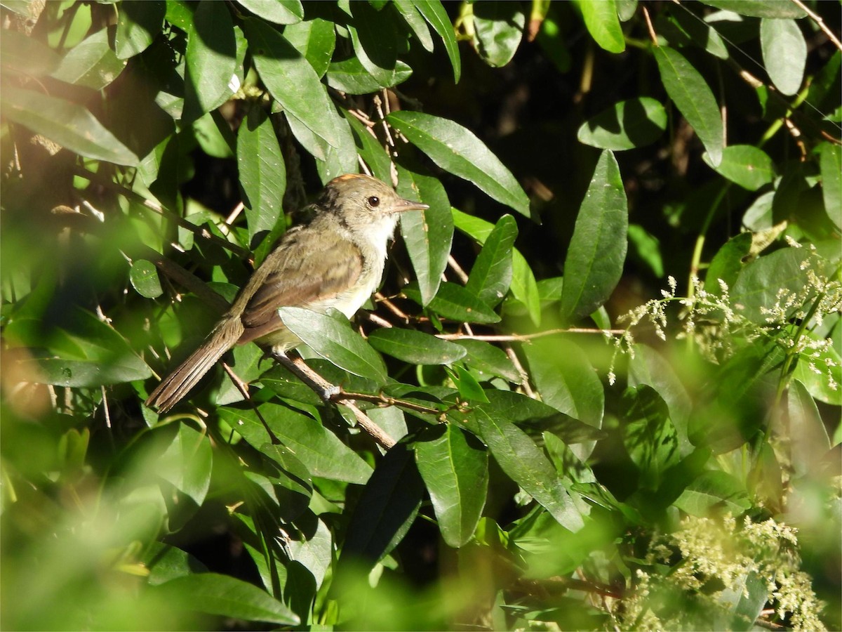 Fulvous-crowned Scrub-Tyrant - ML649468544