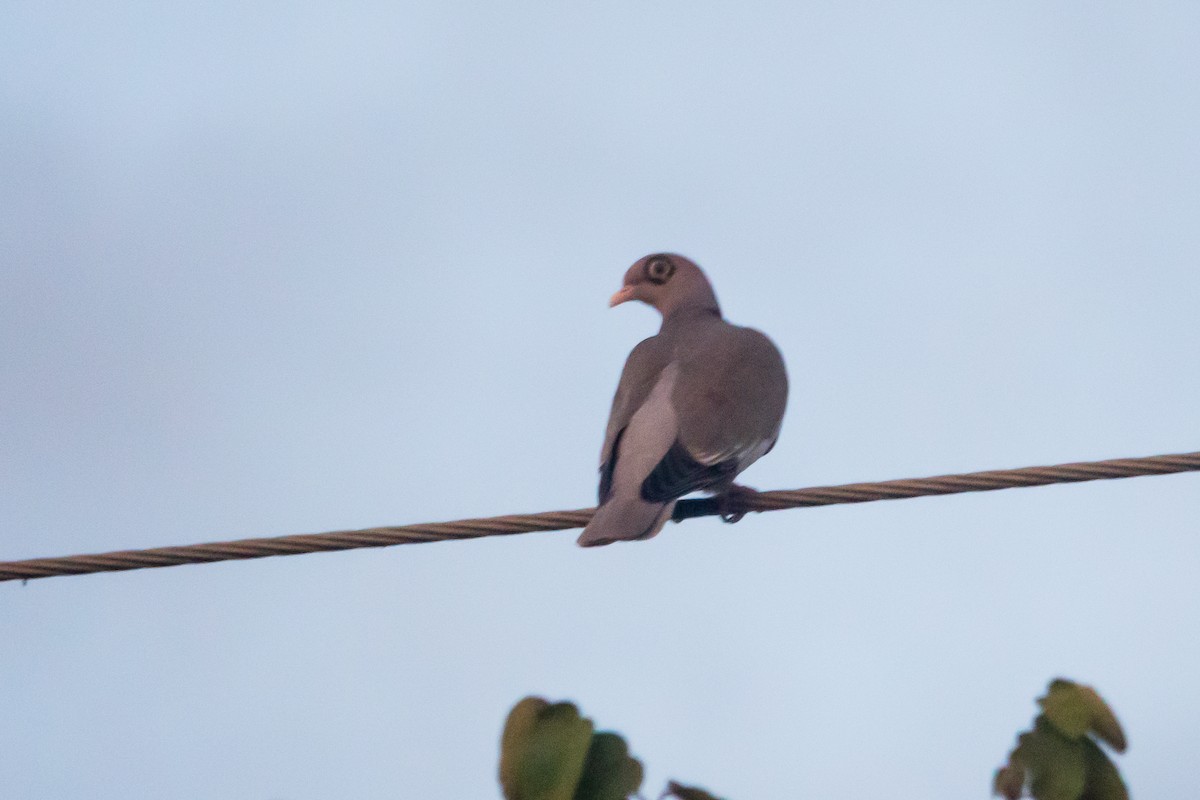 Gözlüklü Güvercin - ML649468731