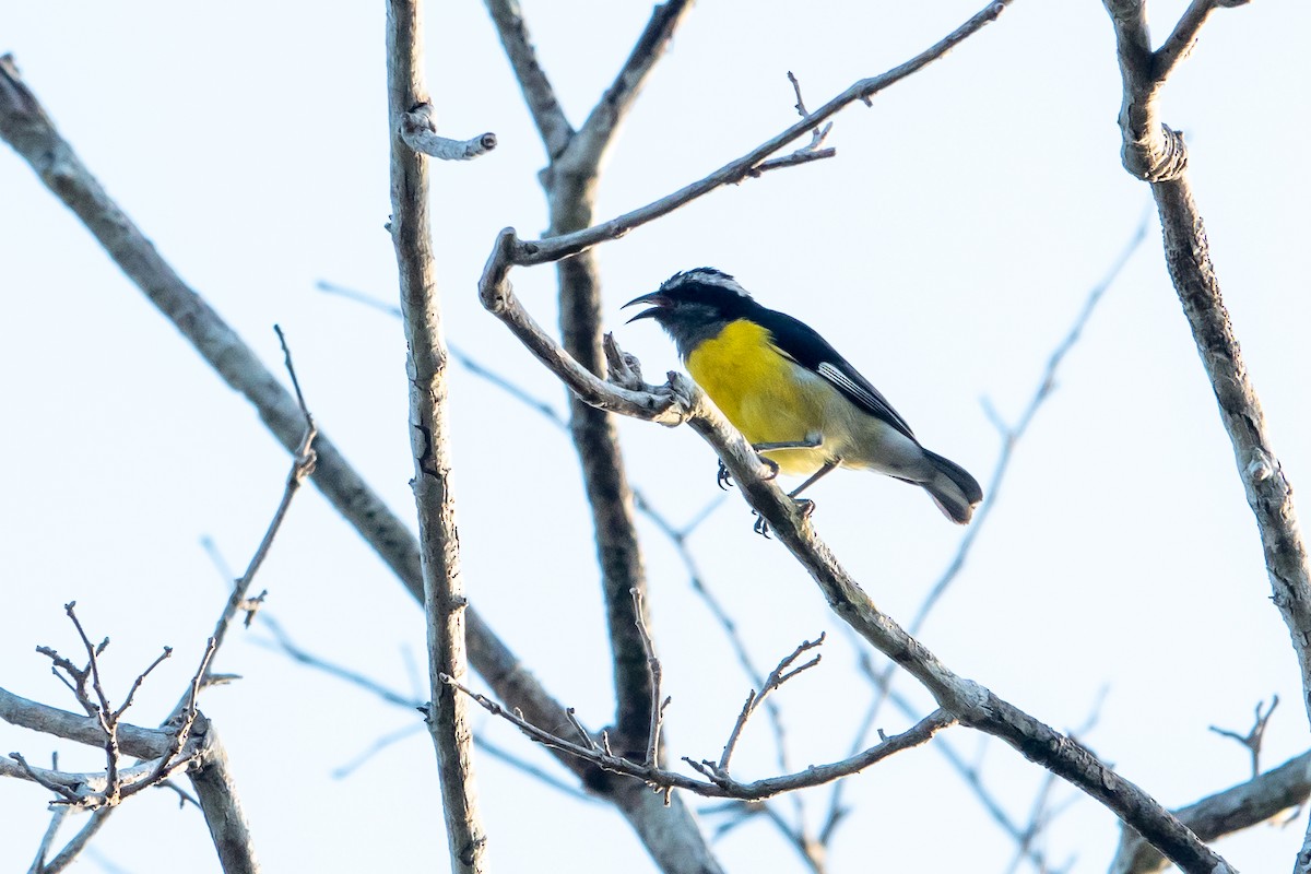 Bal Tangarası - ML649469430