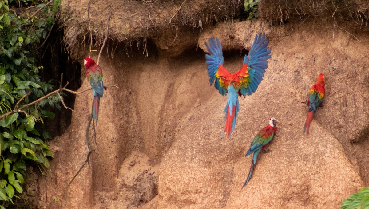 Scarlet Macaw - ML649469569