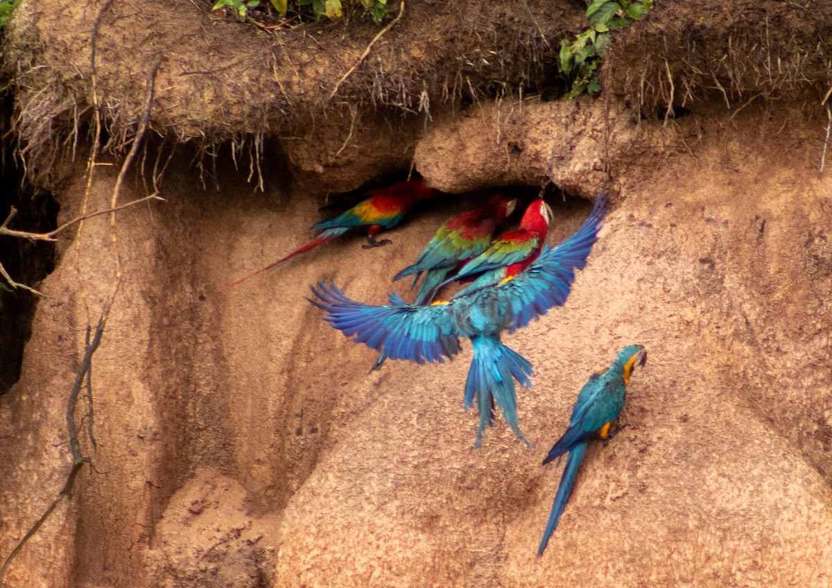 Blue-and-yellow Macaw - ML649469577