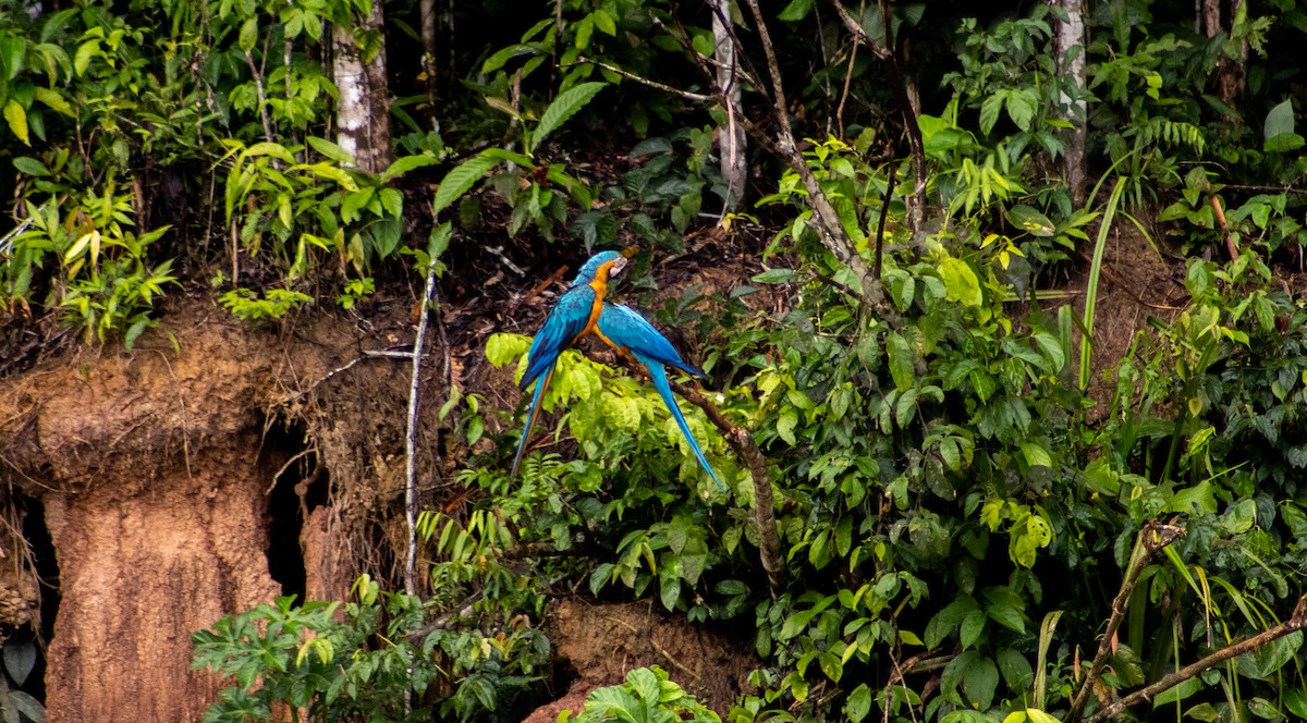 Blue-and-yellow Macaw - ML649469578