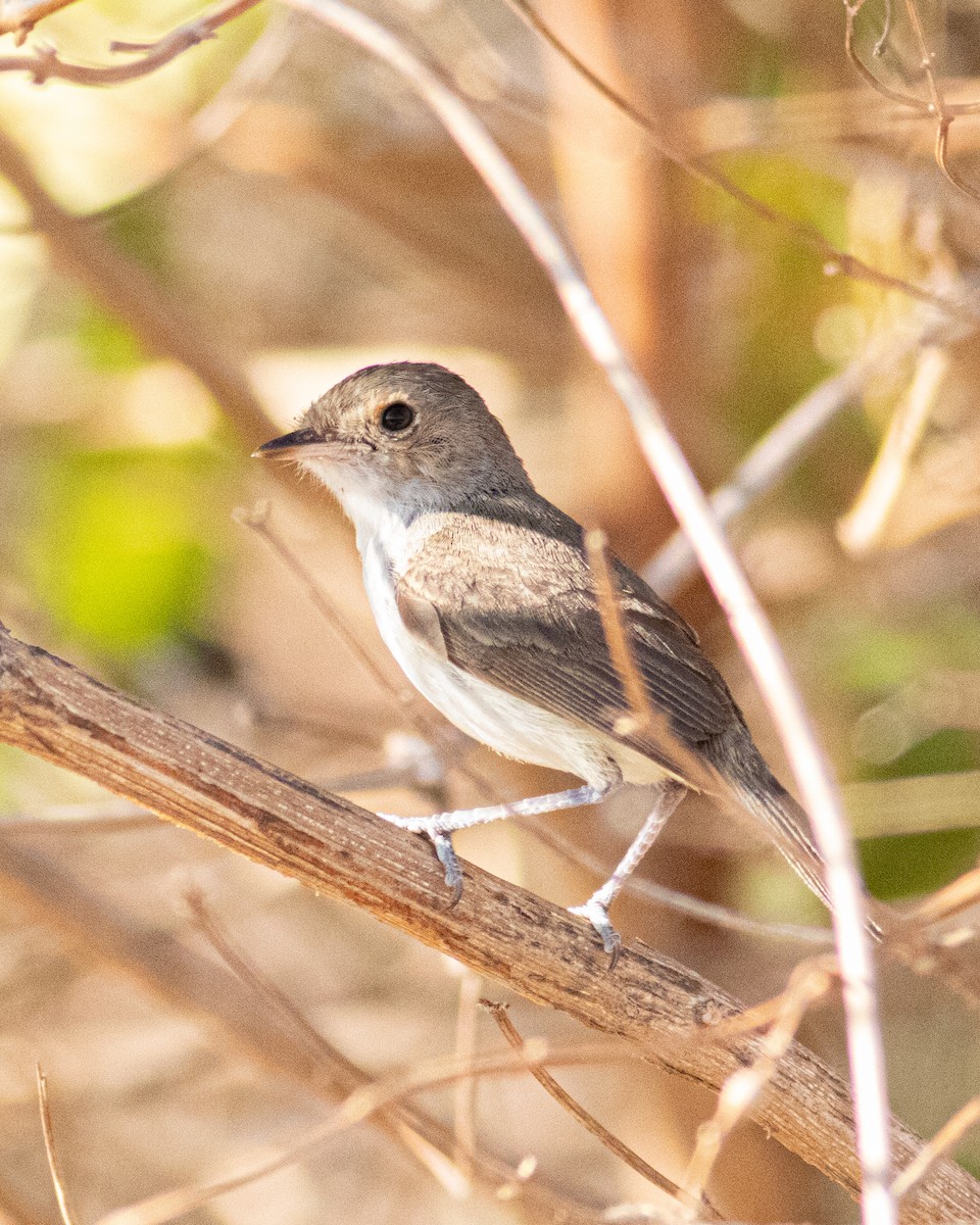 Fulvous-crowned Scrub-Tyrant - ML649469739