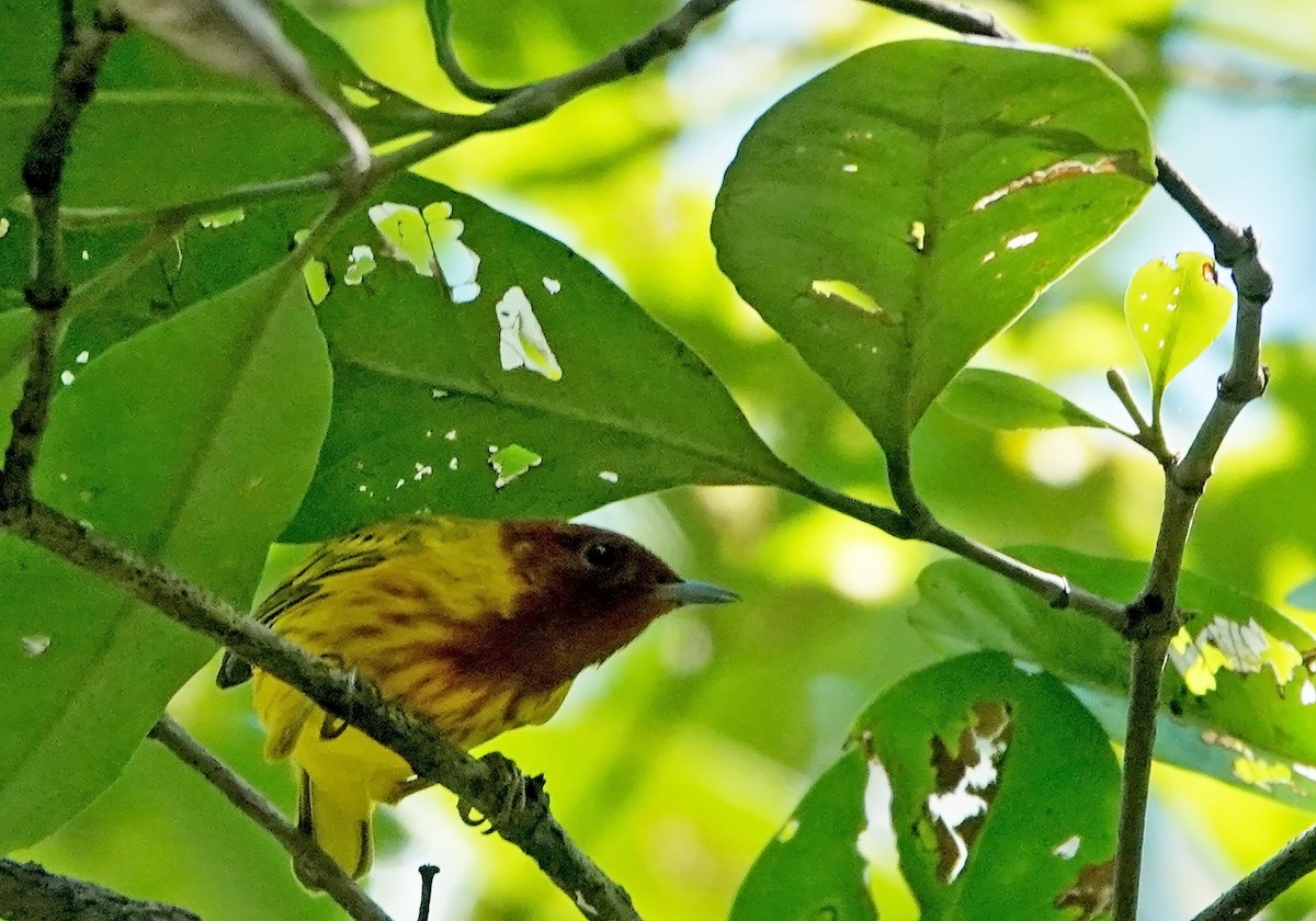 Mangrove Yellow Warbler - ML649470009