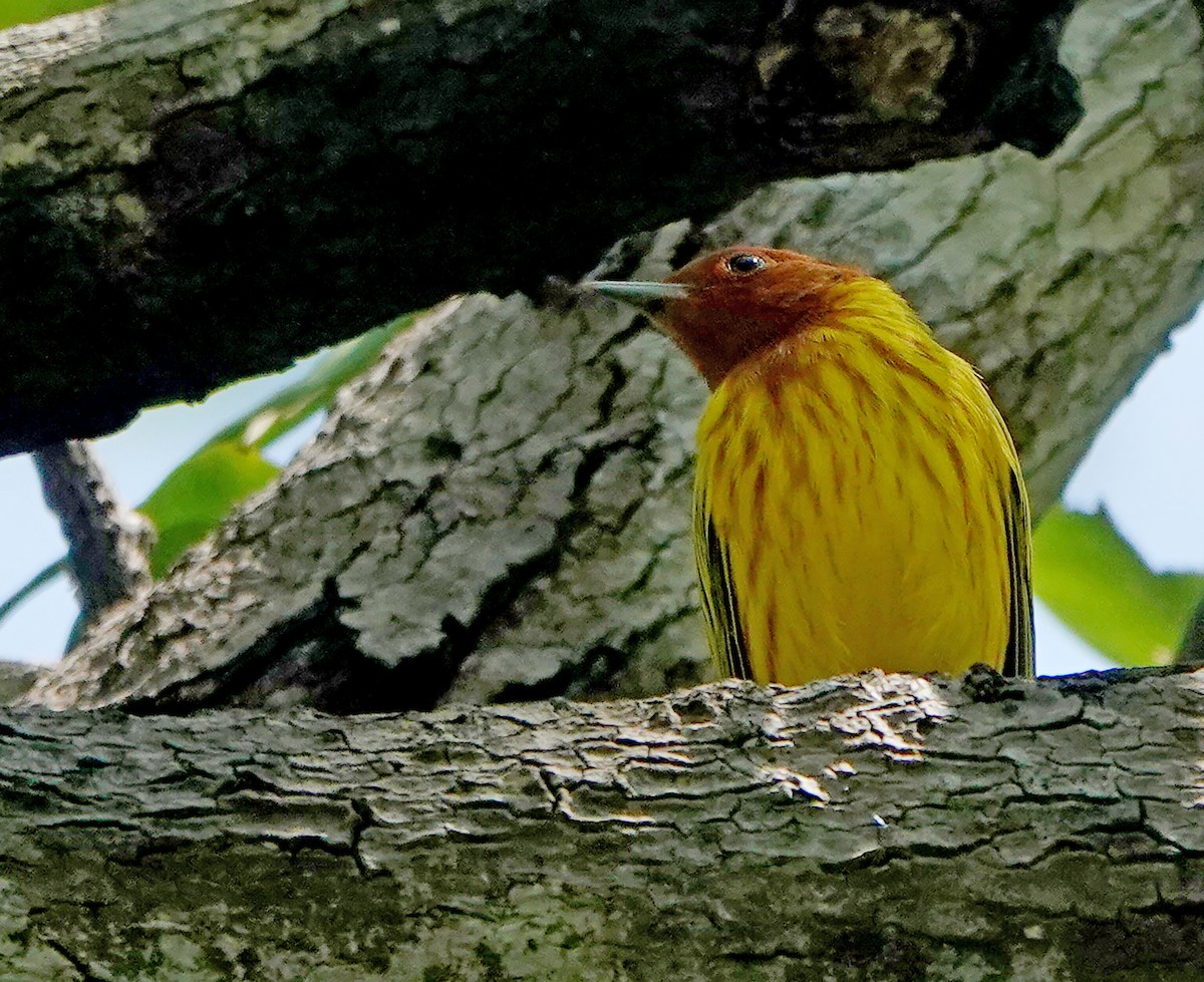 Mangrove Yellow Warbler - ML649470010