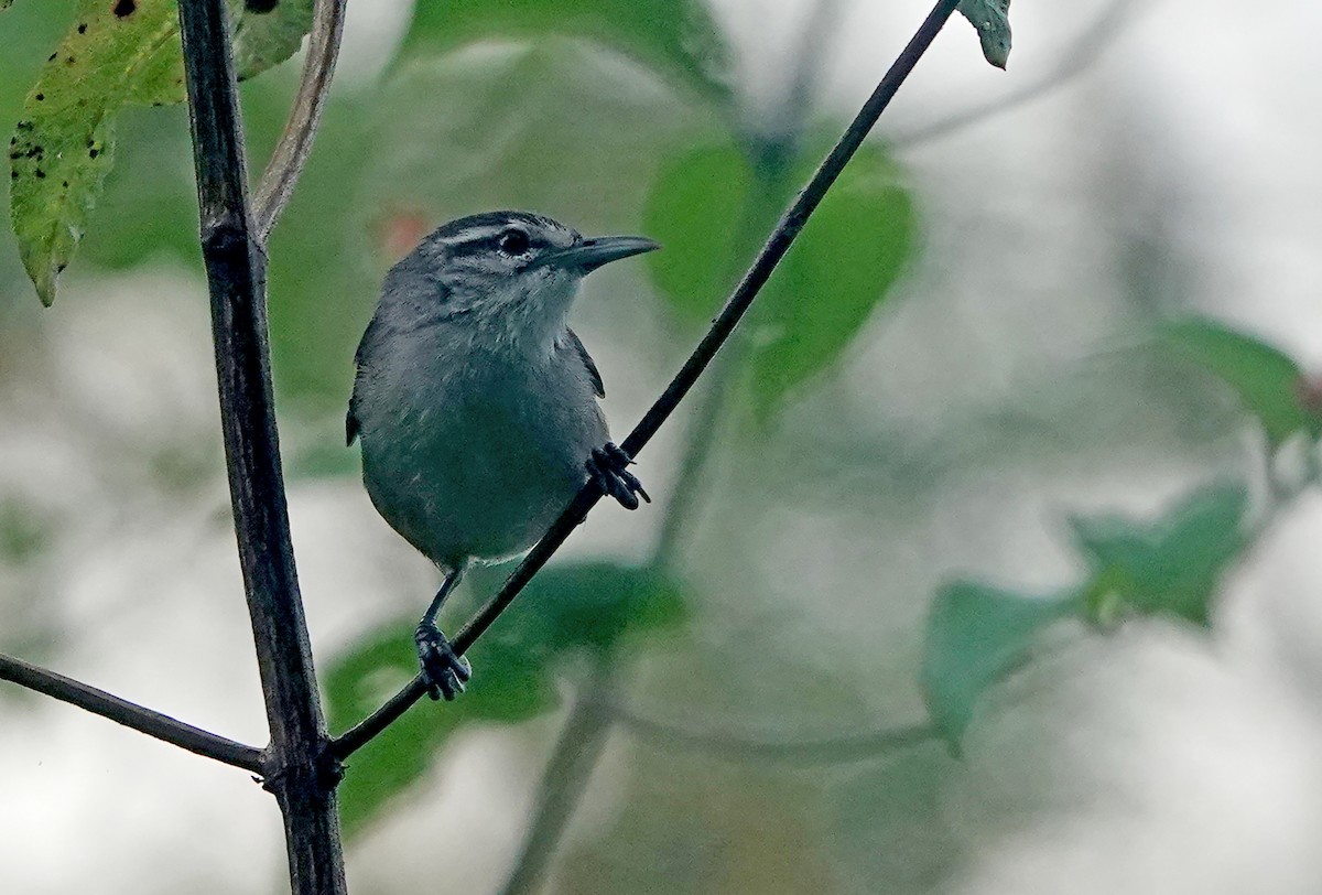 パナマミソサザイ - ML649470216