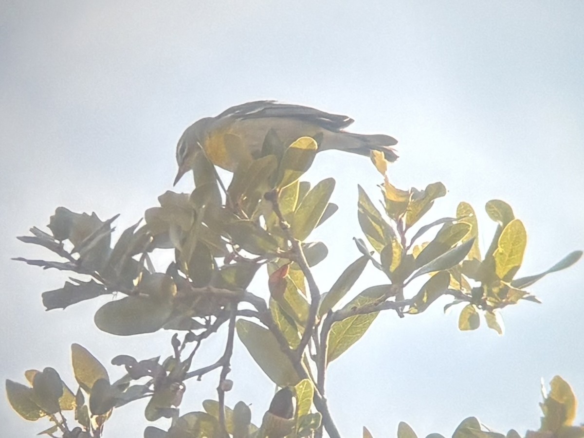 Очковая древесница - ML649470250