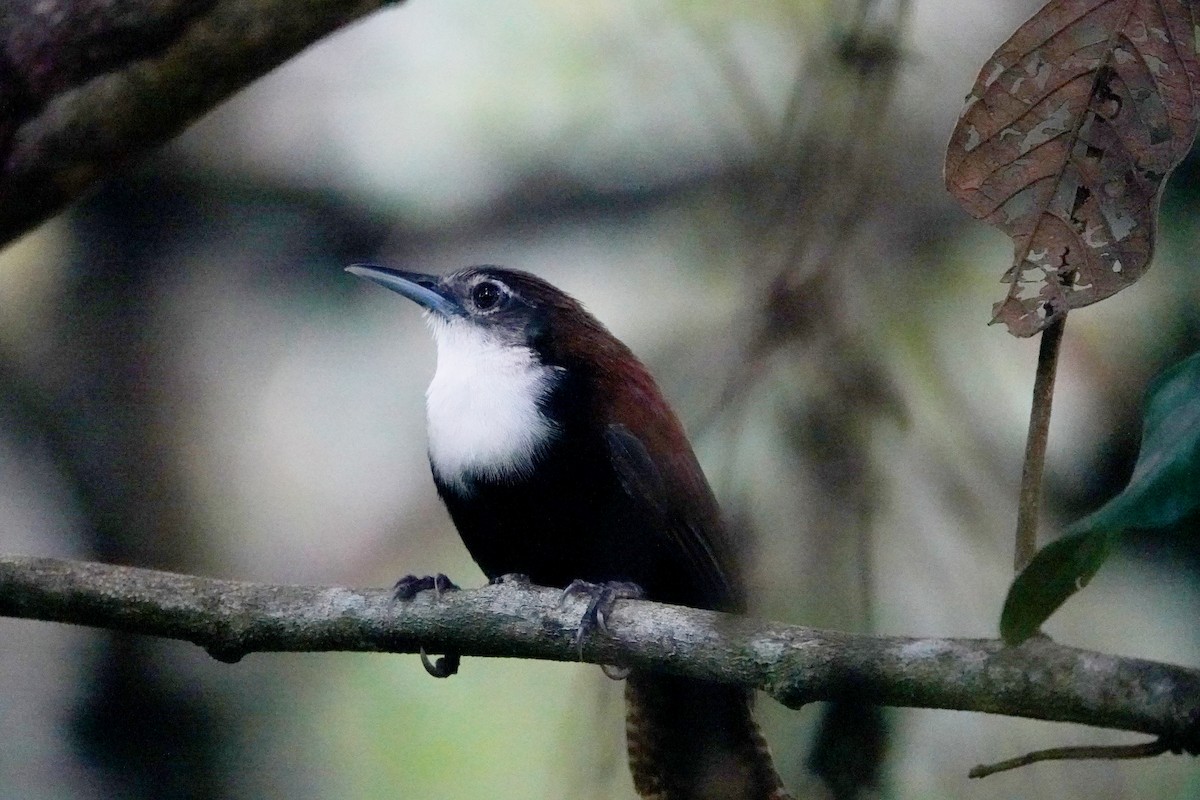 ノドジロマユミソサザイ - ML649470252