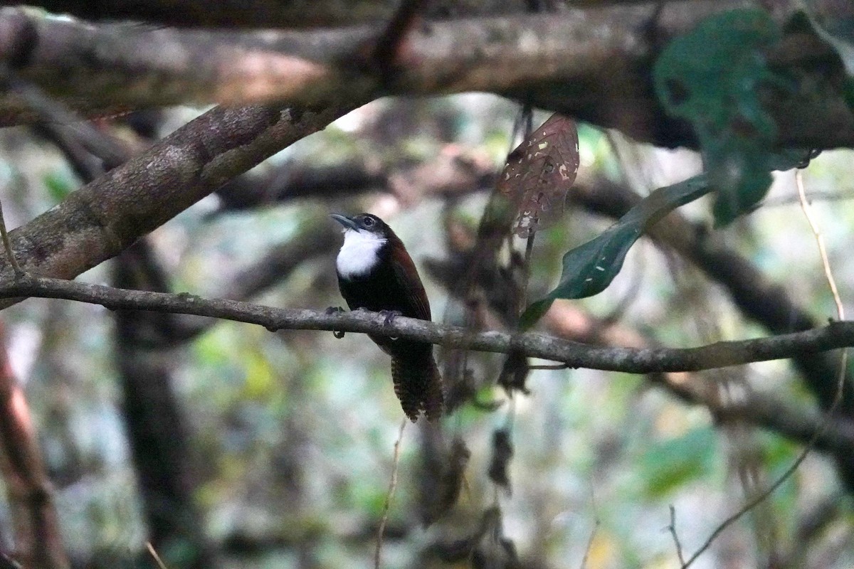 ノドジロマユミソサザイ - ML649470253