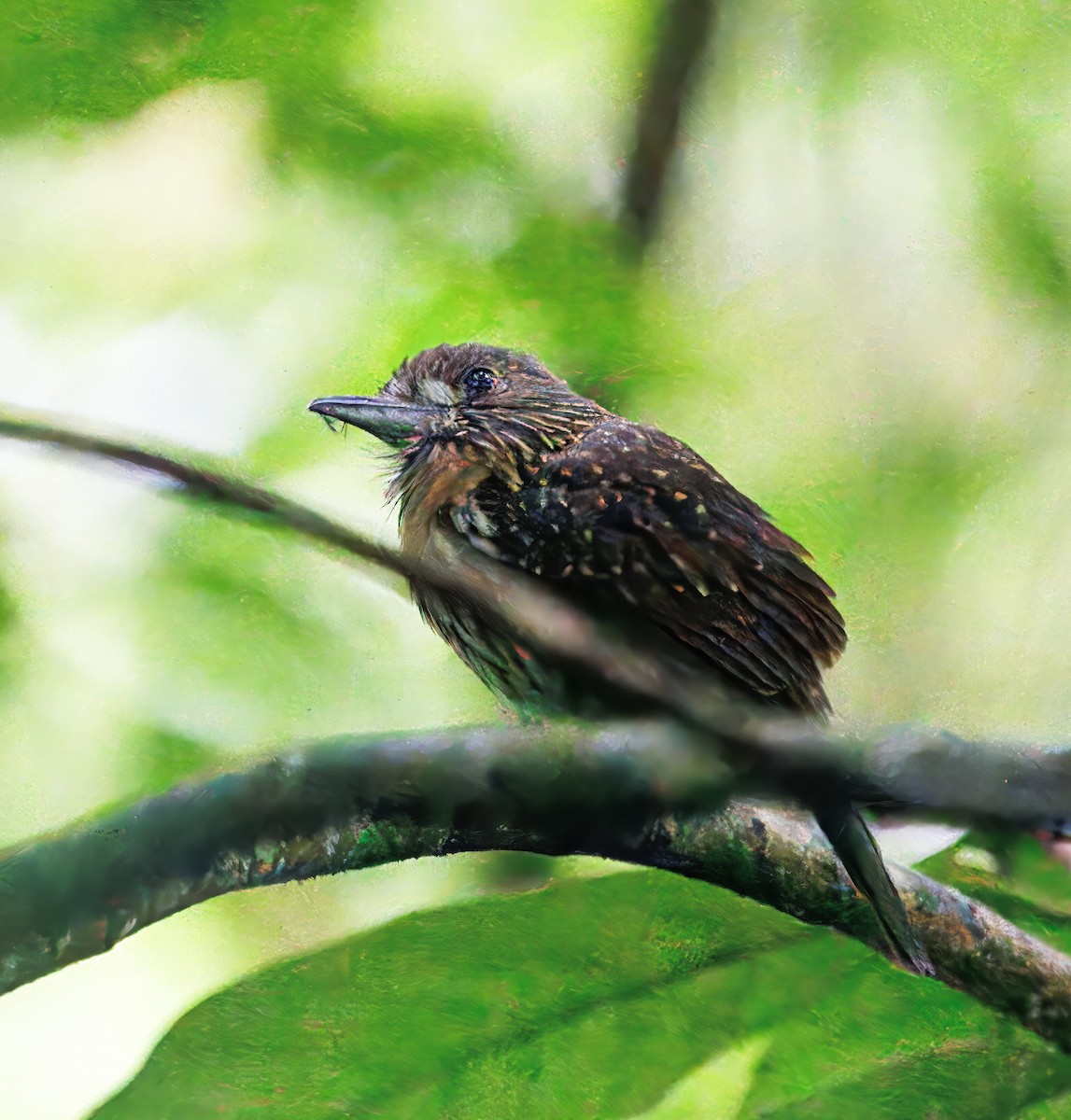 コシラヒゲオオガシラ - ML649470317