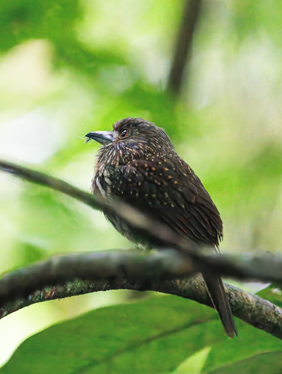 コシラヒゲオオガシラ - ML649470318