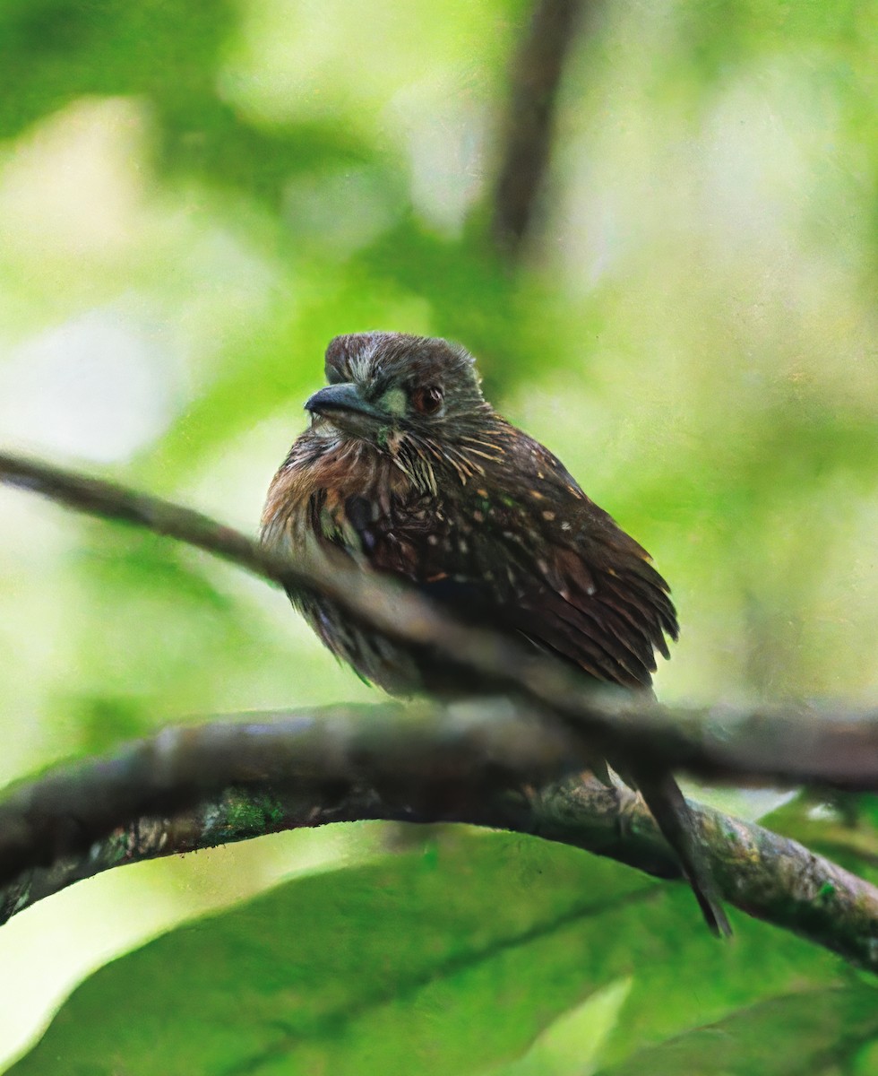 コシラヒゲオオガシラ - ML649470319