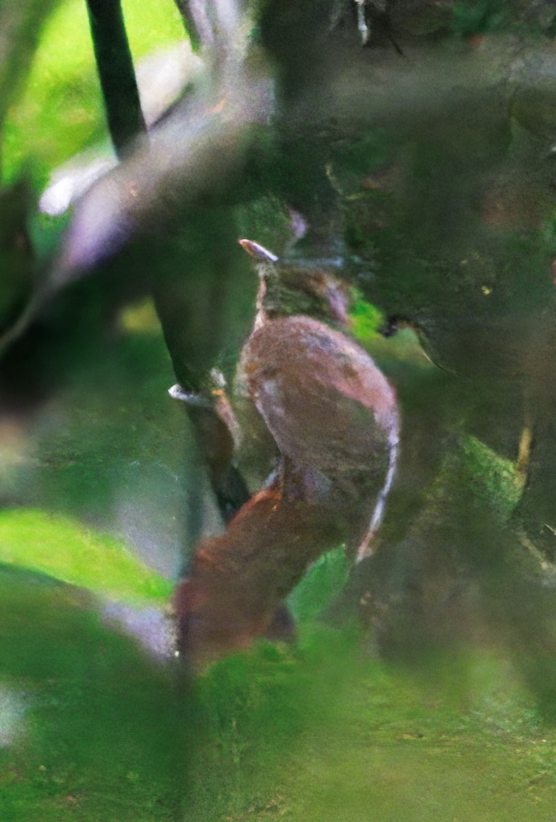 チリキカマドドリ - ML649470330