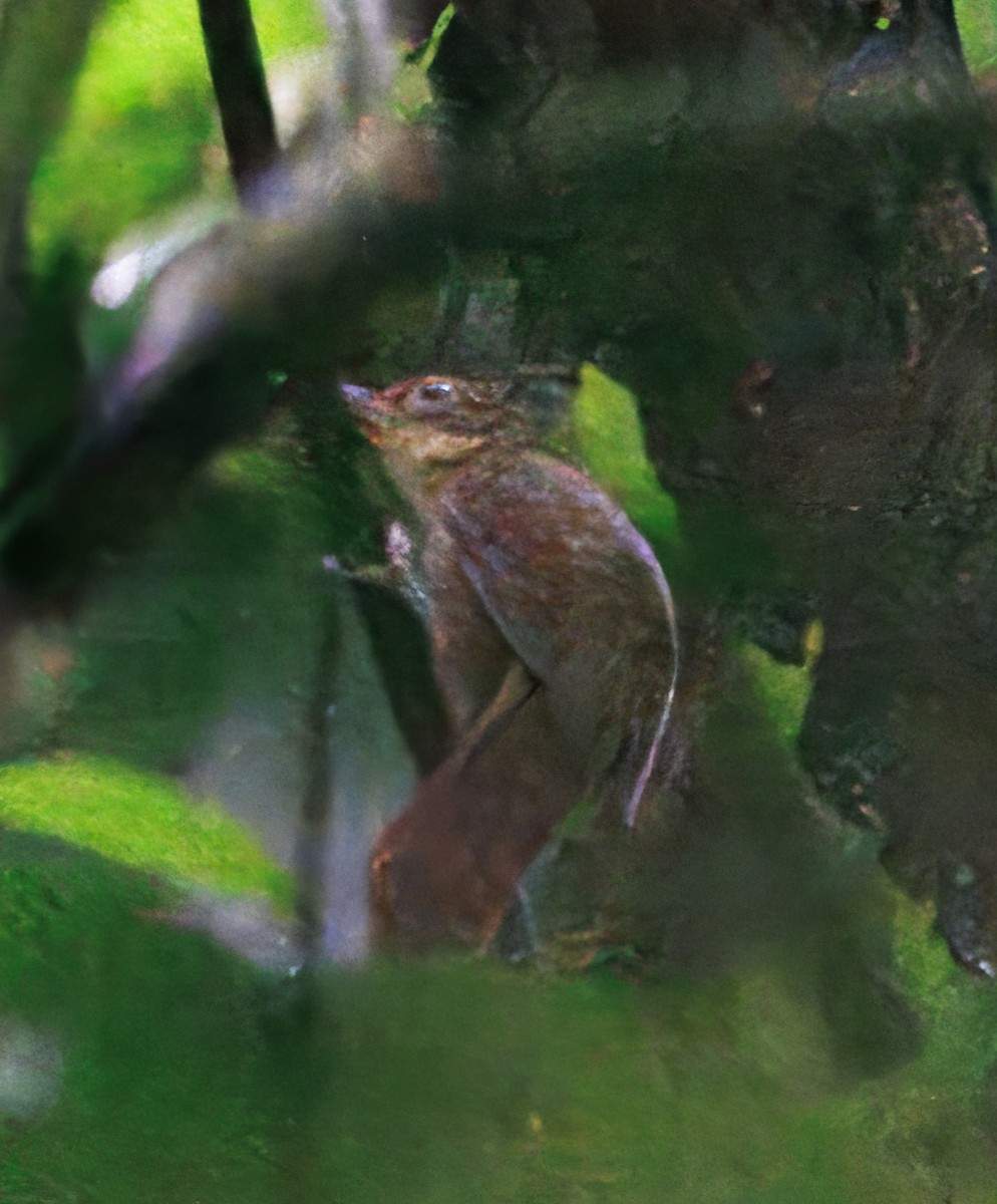 チリキカマドドリ - ML649470331