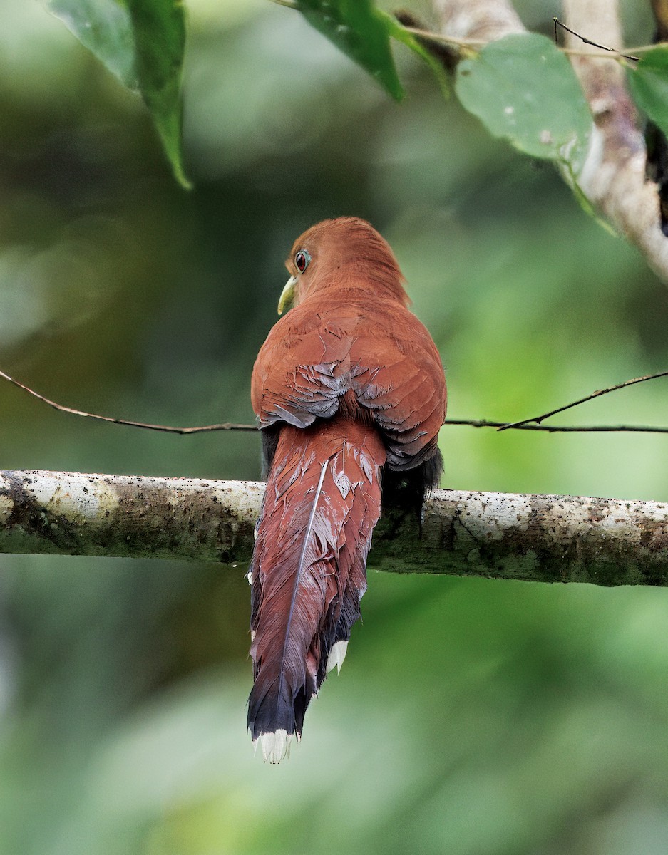 Common Squirrel-Cuckoo - ML649470347