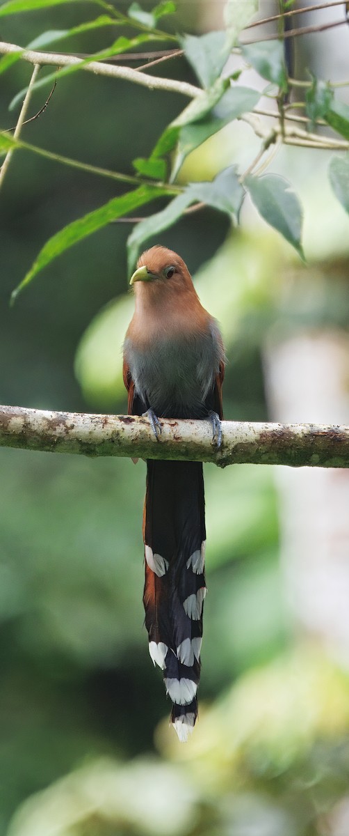 Common Squirrel-Cuckoo - ML649470348