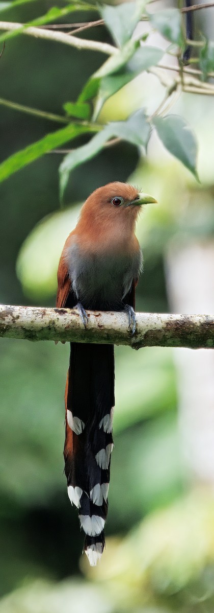 Common Squirrel-Cuckoo - ML649470349