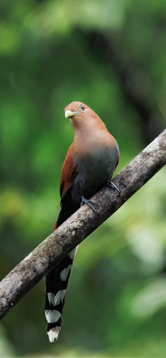Common Squirrel-Cuckoo - ML649470350