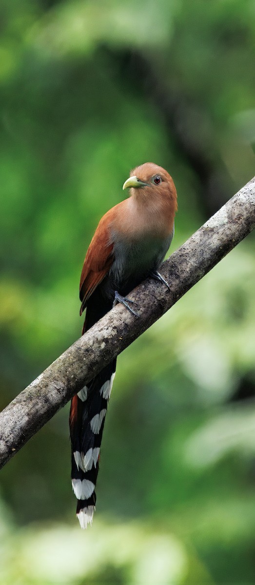 Common Squirrel-Cuckoo - ML649470351