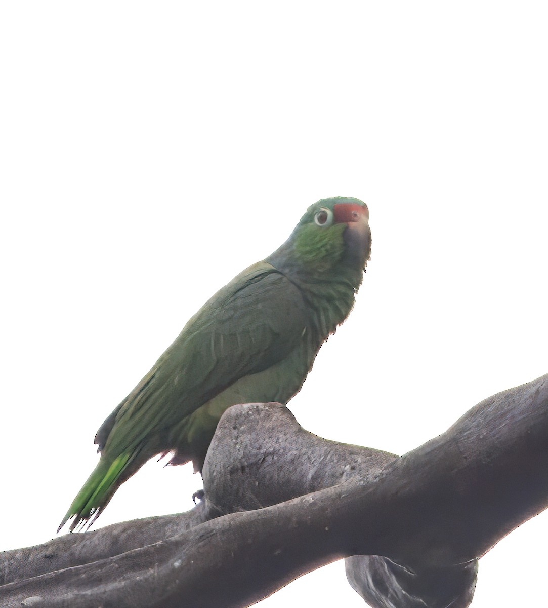 アカビタイメキシコインコ - ML649470366