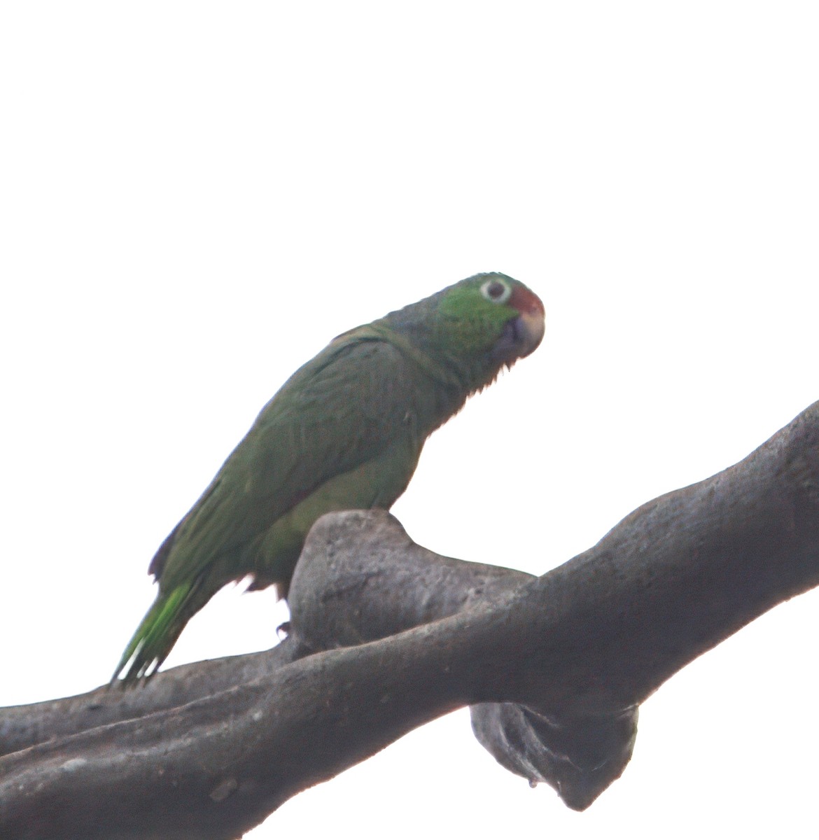 アカビタイメキシコインコ - ML649470367