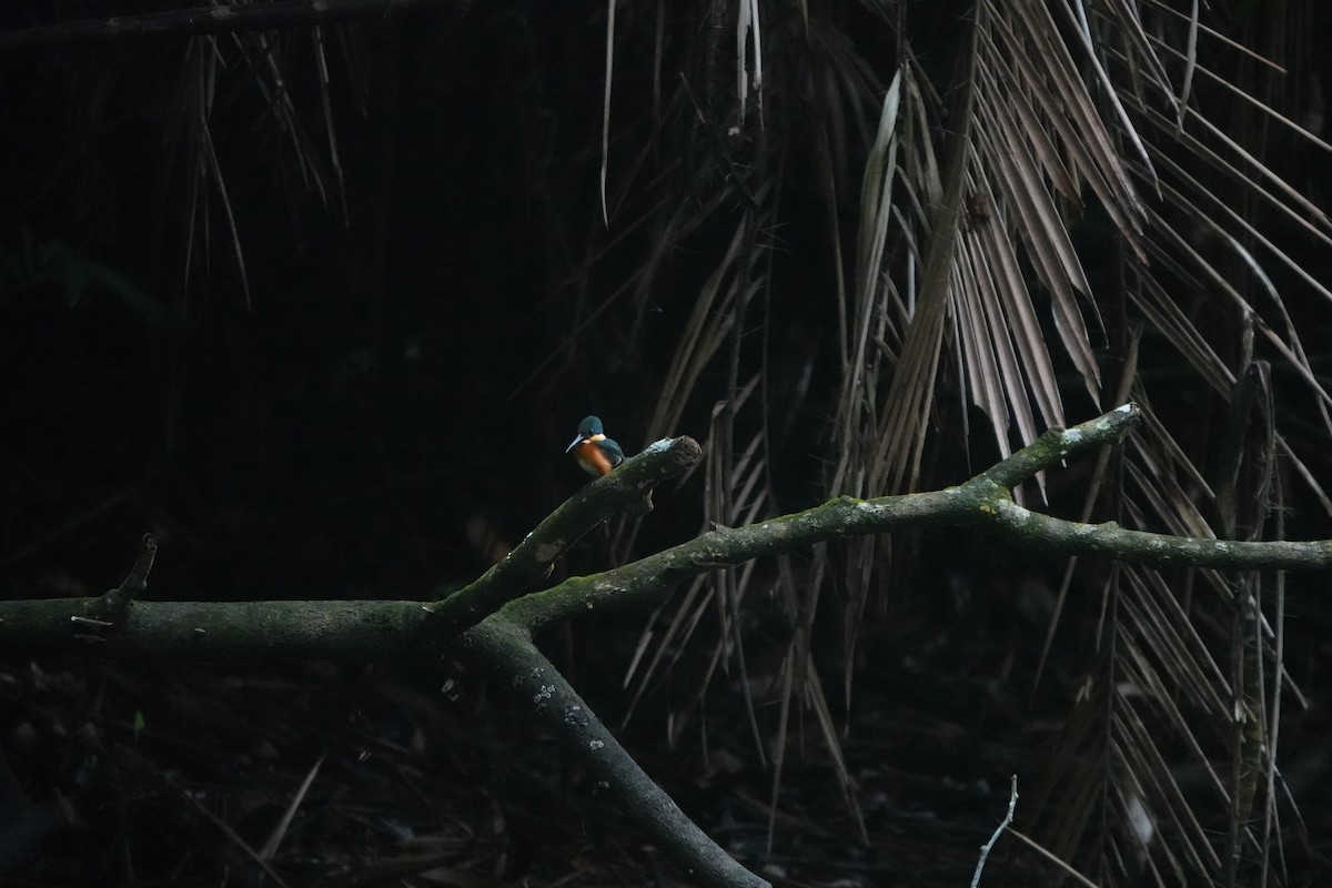 コミドリヤマセミ - ML649470369