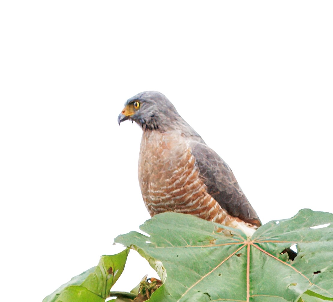 オオハシノスリ - ML649470384