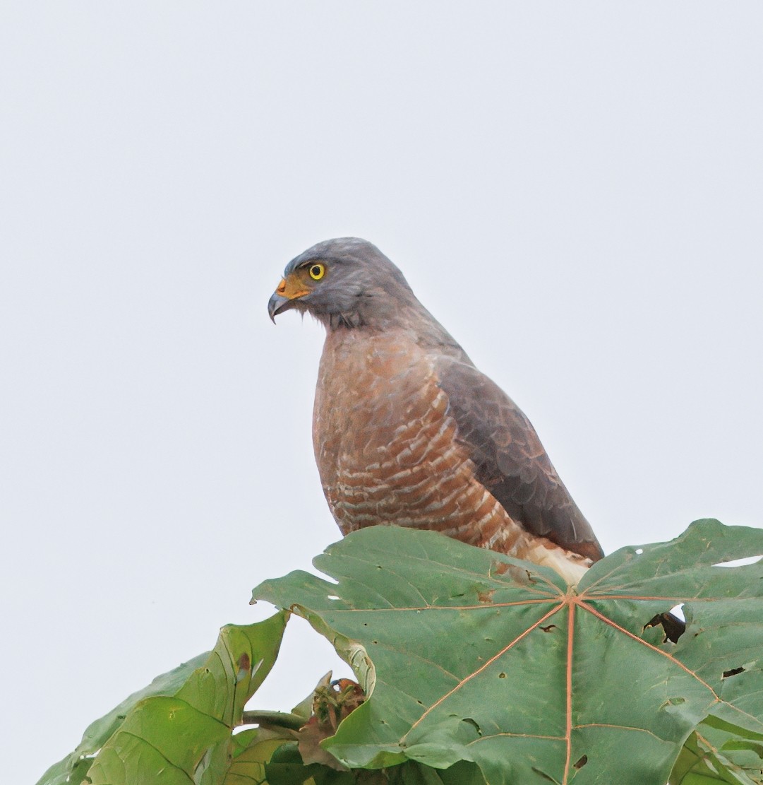 オオハシノスリ - ML649470385