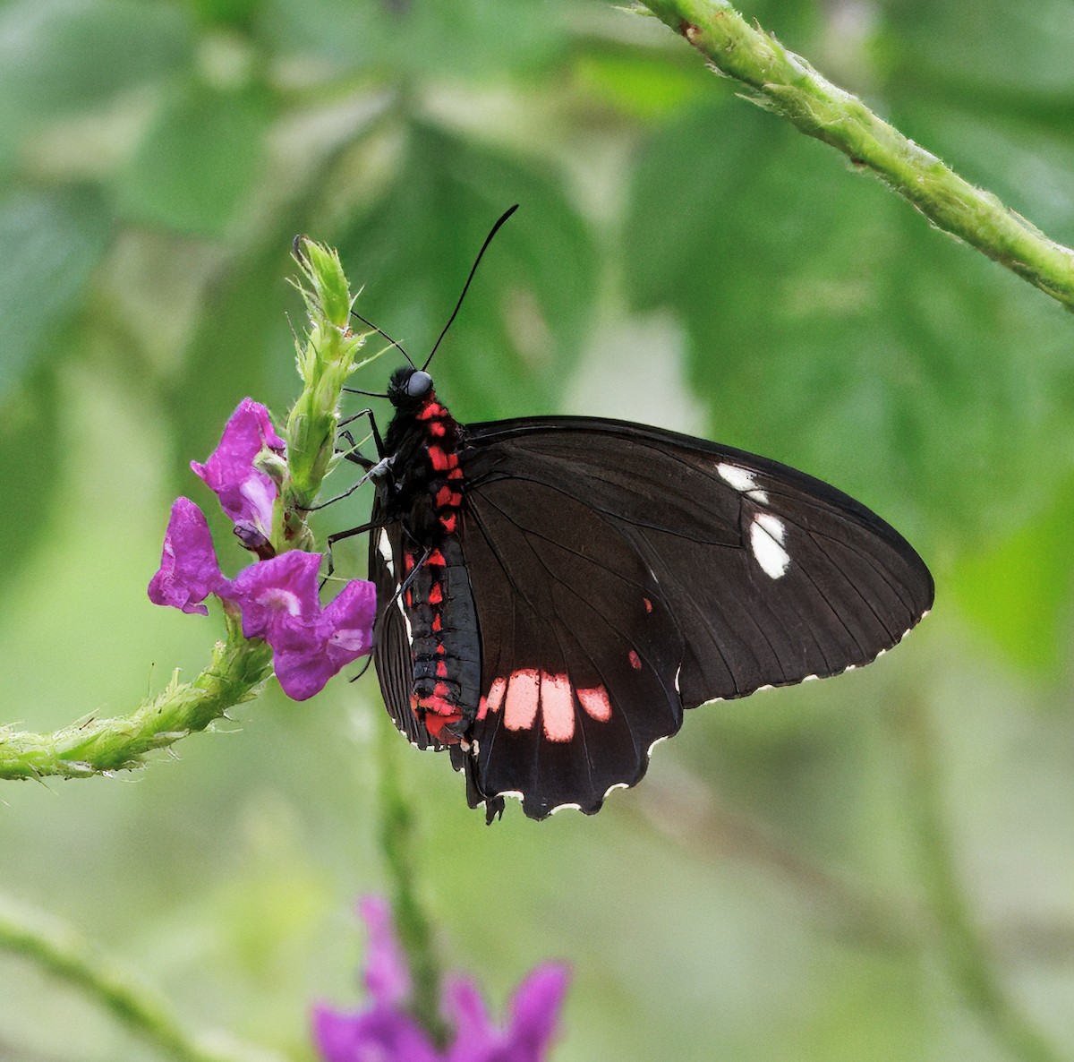 動物界 - ML649470398