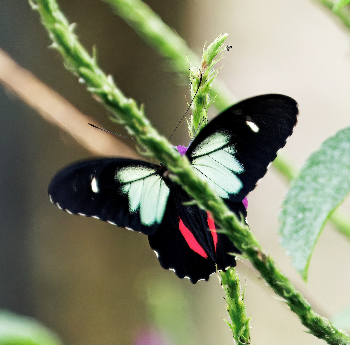 動物界 - ML649470399